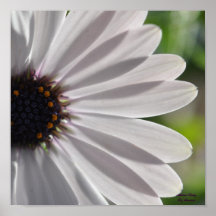 African Daisy Print