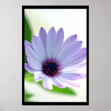 African Daisy Print