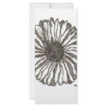 African Daisy rack cards