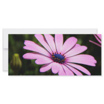 African Daisy