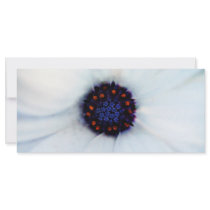 African daisy