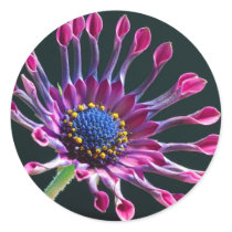 african daisy round sticker