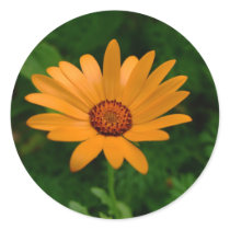 African Daisy