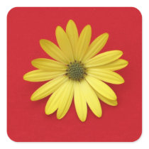 African Daisy Sticker