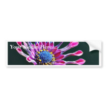 African Daisy With Studio Lighting Bumper Sticker