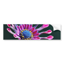 African Daisy With Studio Lighting Bumper Stickers