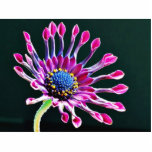 African Daisy With Studio Lighting Photo Cutouts