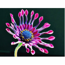 African Daisy With Studio Lighting Photo Cutouts