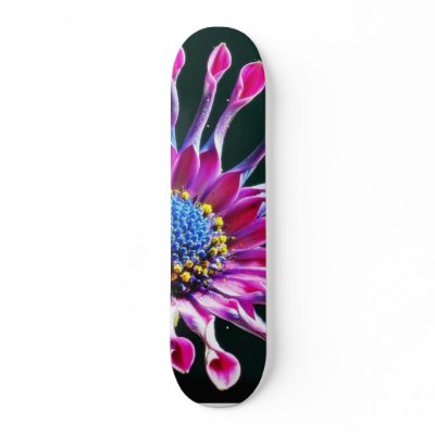 African Daisy With Studio Lighting Custom Skateboard by lifesphere