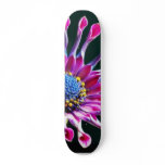 African Daisy With Studio Lighting skateboards