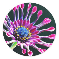 African Daisy With Studio Lighting Stickers