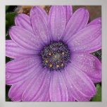 African Daisy, Wrapped posters