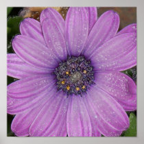 African Daisy, Wrapped Poster