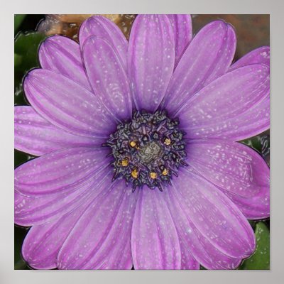 African Daisy, Wrapped Poster by Shutterbugdeb