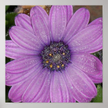 African Daisy, Wrapped Poster