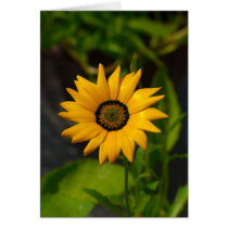 African Daisy Yellow-card