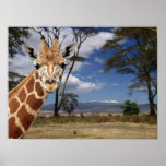 African Dreams 1 Poster