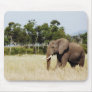 African elephant bull
