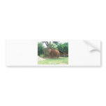African Elephant Bumper Sticker