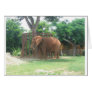 African Elephant Cards