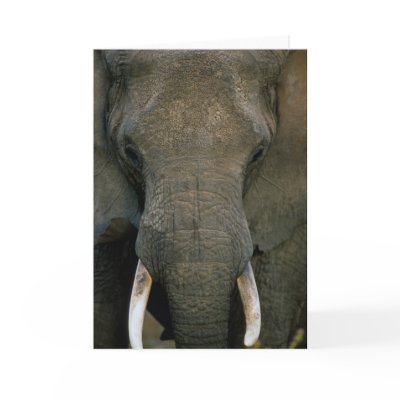 African Elephant Card by mikeker
