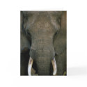 African Elephant cards