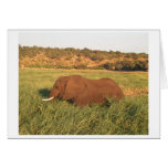 African Elephant, Chobe Greeting Card