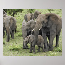 African Elephant herd, Loxodonta africana, 2 Print