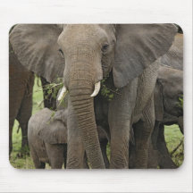 African Elephant herd, Loxodonta africana, Mouse Pad