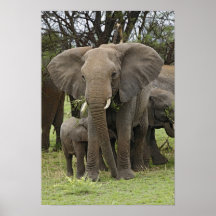 African Elephant herd, Loxodonta africana, Print