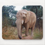 African elephant in the bush mousepads