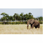 African Elephant, Masai Mara Kenya Photo Sculpture photo sculptures
