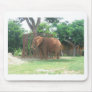 African Elephant Mouse Mats