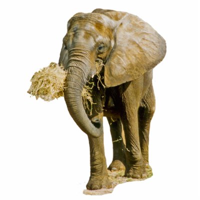 African Elephant Photo Cut Out by kphotos