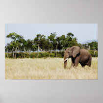 African Elephant - portfolio size