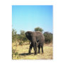 African Elephant Post Cards
