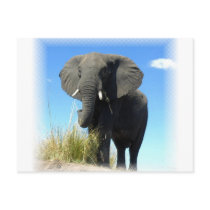African Elephant Postcard