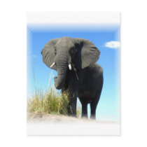 African Elephant Postcard