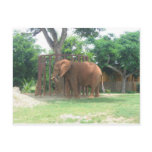 African Elephant Post Cards