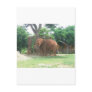 African Elephant Post Cards