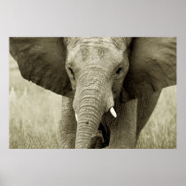 African Elephant poster, print, picture