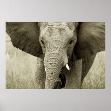 African Elephant poster, print, picture