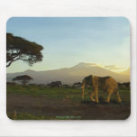 African Elephant Series mousepads
