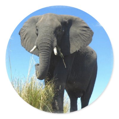 African Elephant Sticker by WildlifeAnimals