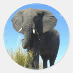 African Elephant Sticker