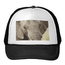 African elephant wildlife safari hats