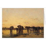 African Elephants Cards