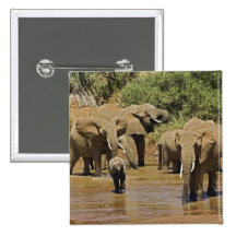 African Elephants, Loxodonta Africana, Samburu Pinback Buttons