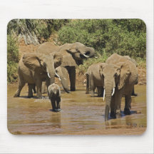 African Elephants, Loxodonta Africana, Samburu Mouse Pad