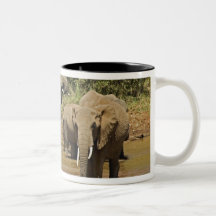 African Elephants, Loxodonta Africana, Samburu Coffee Mug